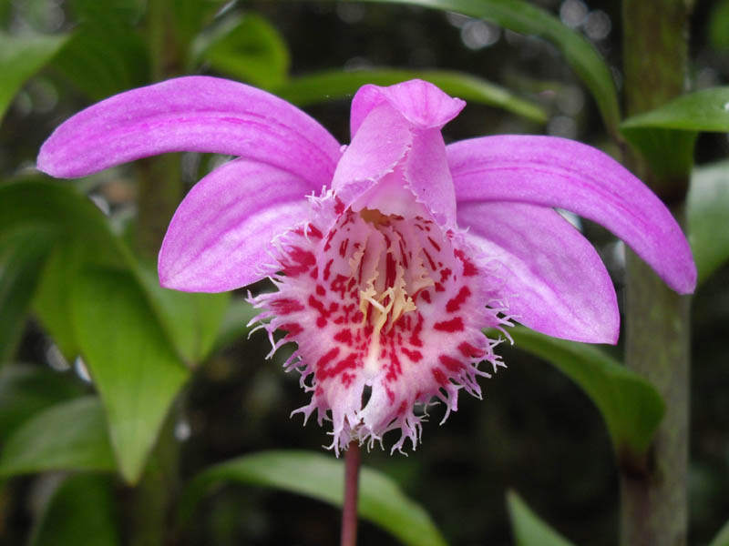 Pleione bulbocodioides photo